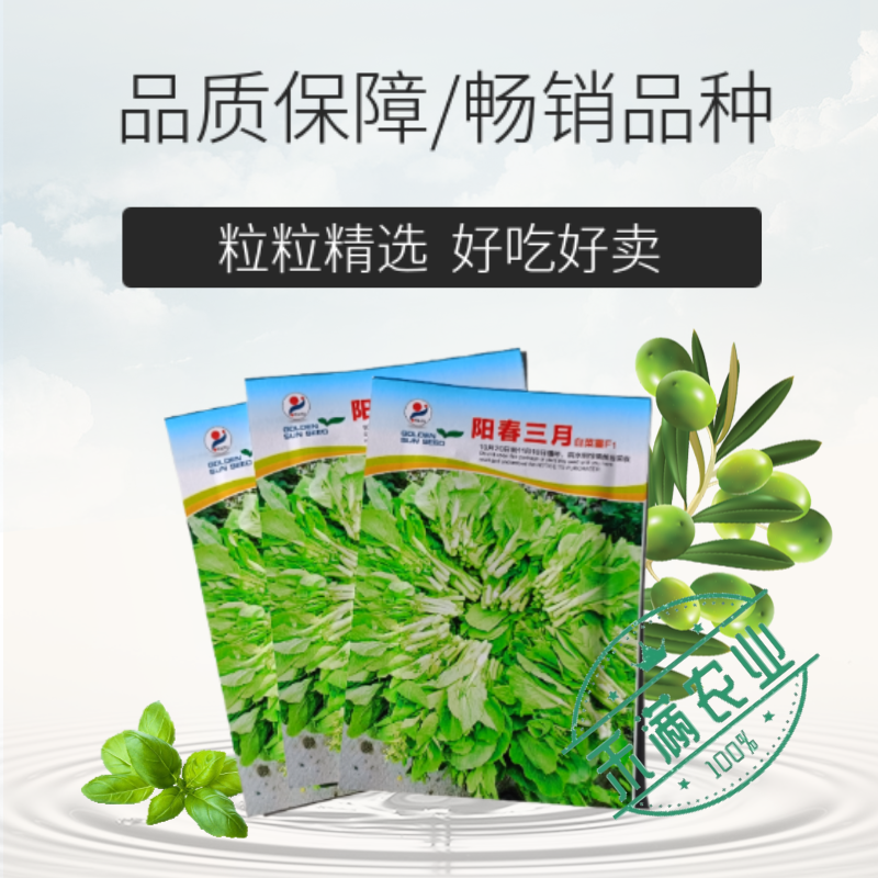 阳春三月白菜苔种子青菜苔种子越冬耐寒蔬菜种了籽四季蔬菜种