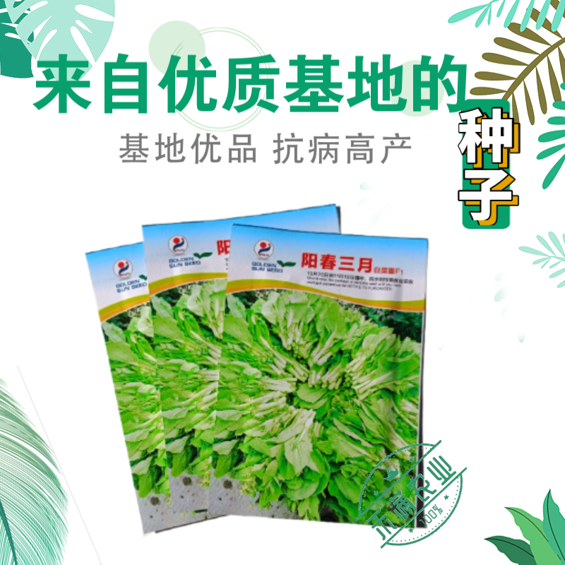 阳春三月白菜苔种子青菜苔种子越冬耐寒蔬菜种了籽四季蔬菜种