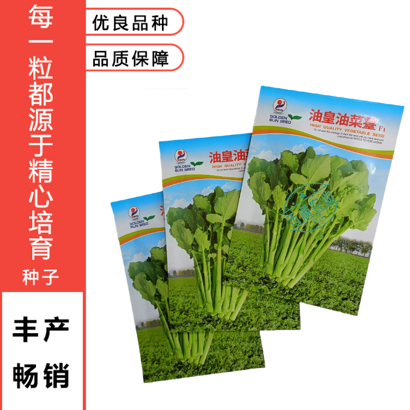 【早熟耐热】油皇油菜苔种子多茬采收家庭农家基地可播