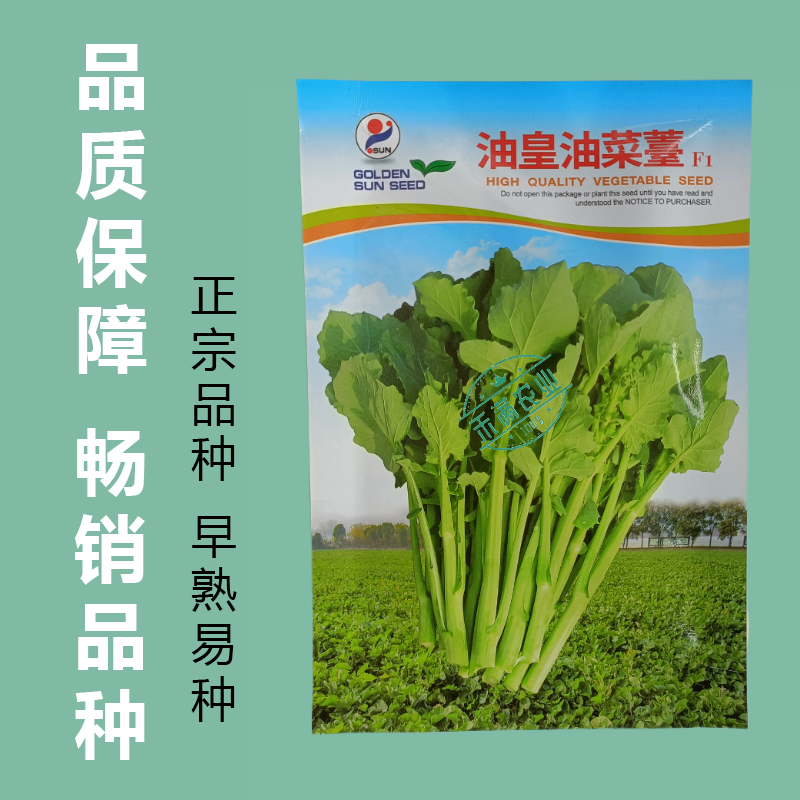 【早熟耐热】油皇油菜苔种子多茬采收家庭农家基地可播