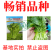 【早熟耐热】油皇油菜苔种子多茬采收家庭农家基地可播