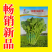 【早熟耐热】油皇油菜苔种子多茬采收家庭农家基地可播