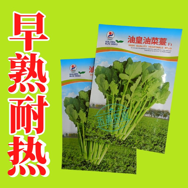 【早熟耐热】油皇油菜苔种子多茬采收家庭农家基地可播