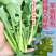 【早熟耐热】油皇油菜苔种子多茬采收家庭农家基地可播