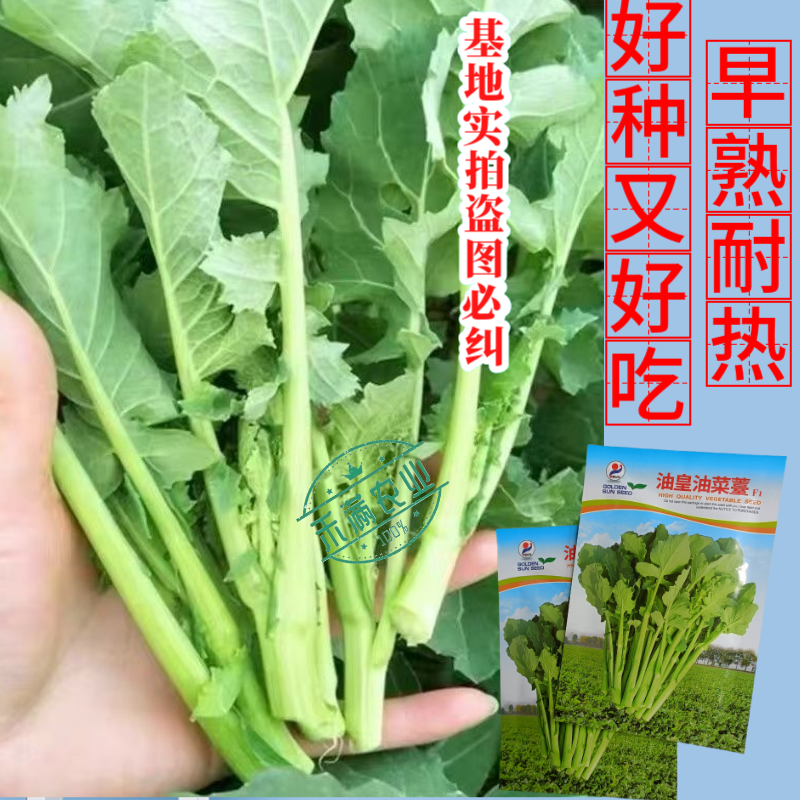【早熟耐热】油皇油菜苔种子多茬采收家庭农家基地可播