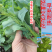 【早熟耐热】油皇油菜苔种子多茬采收家庭农家基地可播