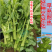 【早熟耐热】油皇油菜苔种子多茬采收家庭农家基地可播
