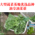 【早熟耐热】油皇油菜苔种子多茬采收家庭农家基地可播