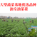 【早熟耐热】油皇油菜苔种子多茬采收家庭农家基地可播