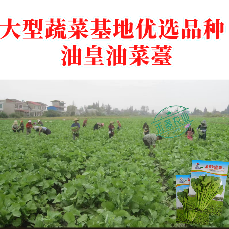 【早熟耐热】油皇油菜苔种子多茬采收家庭农家基地可播
