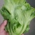 淮安生菜，当季新货新鲜现摘，产地直发品质保证，量大从优！