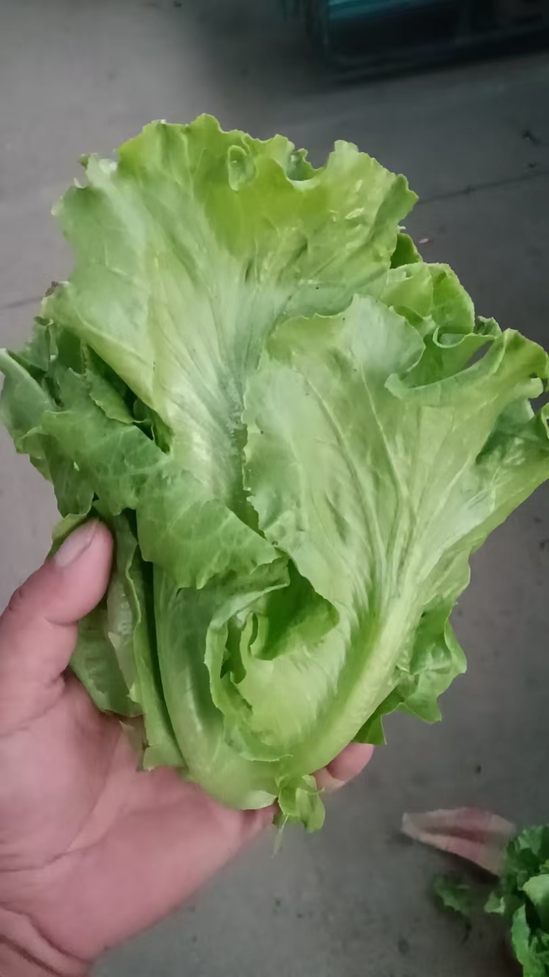 淮安生菜，当季新货新鲜现摘，产地直发品质保证，量大从优！