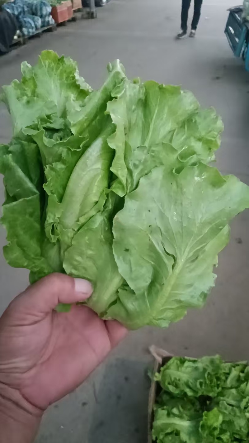 淮安生菜，当季新货新鲜现摘，产地直发品质保证，量大从优！