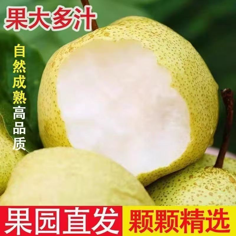 陕西精品大酥梨/口感好/甜度高/品相好/量大价优/欢迎下单