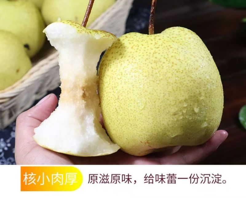陕西精品大酥梨/口感好/甜度高/品相好/量大价优/欢迎下单