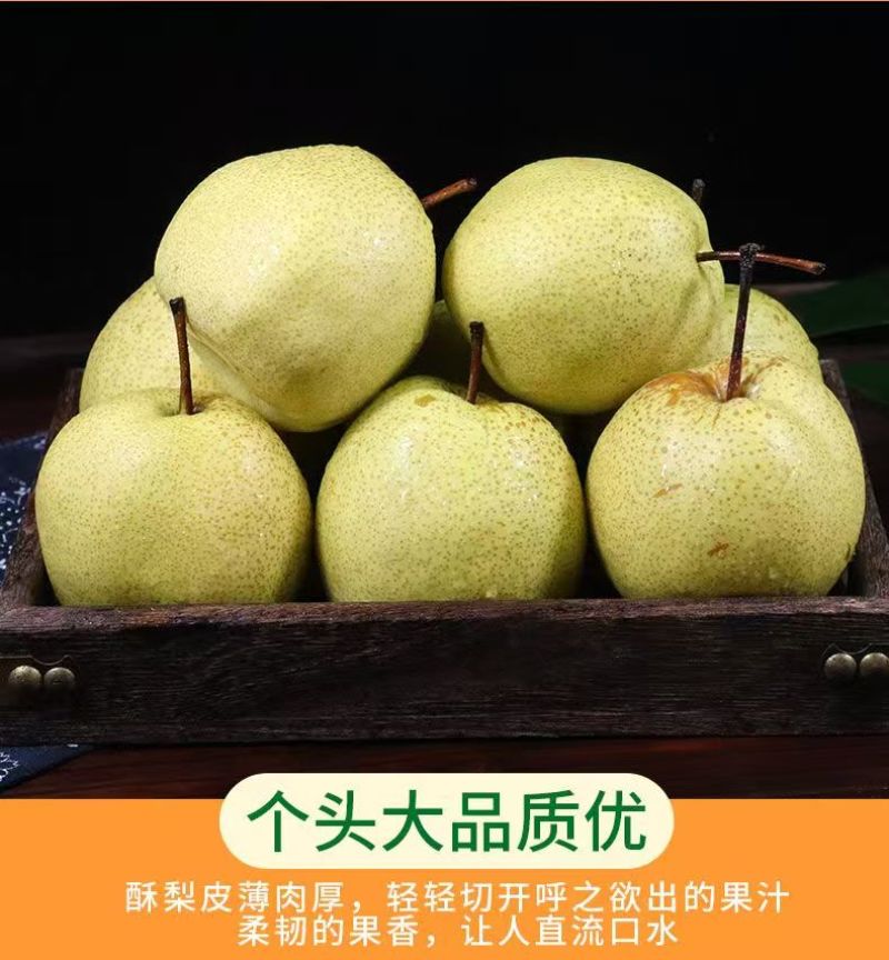 陕西精品大酥梨/口感好/甜度高/品相好/量大价优/欢迎下单