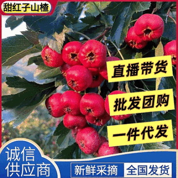 【精选】甜红子山楂/产地新鲜采购/支持代发团购落地配
