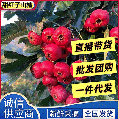 【精选】甜红子山楂/产地新鲜采购/支持代发团购落地配