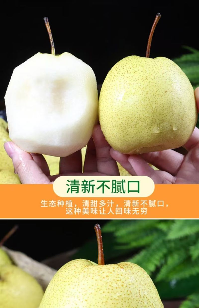 陕西精品大酥梨/口感好/甜度高/品相好/量大价优/欢迎下单