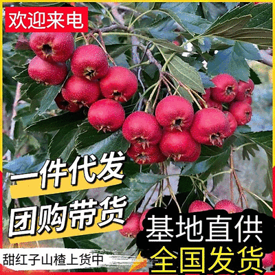 《甜红子山楂》产地现摘/对接电商平台一件代发团购带货等