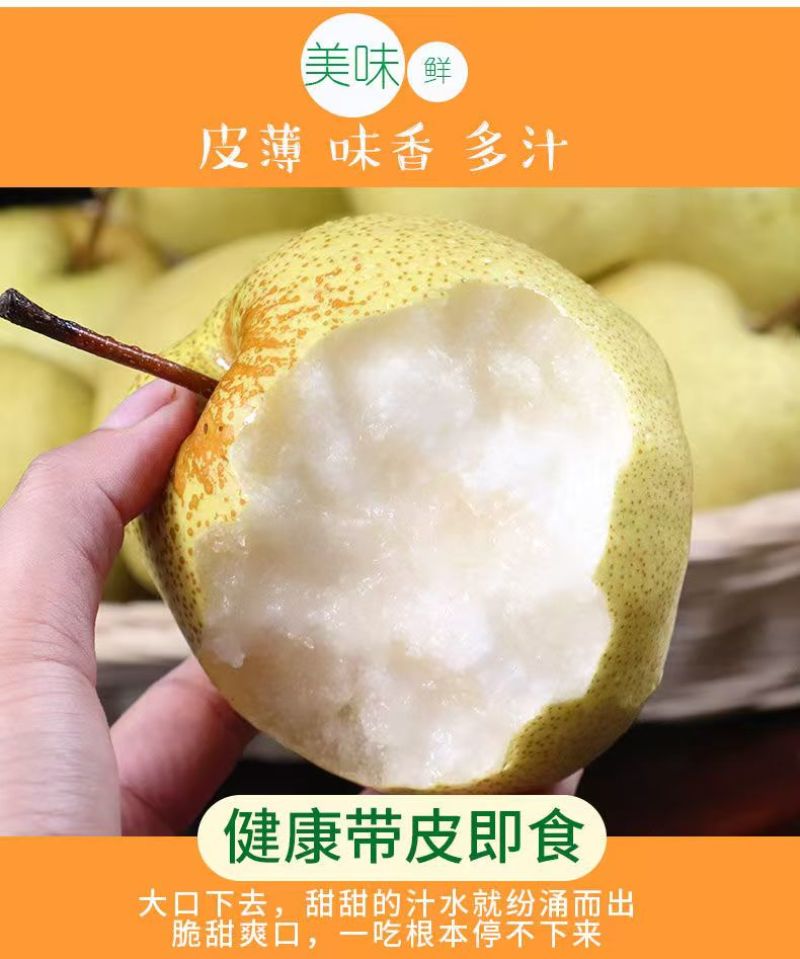 陕西精品大酥梨/口感好/甜度高/品相好/量大价优/欢迎下单