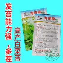 优质白菜苔种子秋季种植多茬采收菜心种籽耐寒高产抗病大田庭