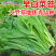 优质白菜苔种子秋季种植多茬采收菜心种籽耐寒高产抗病大田庭