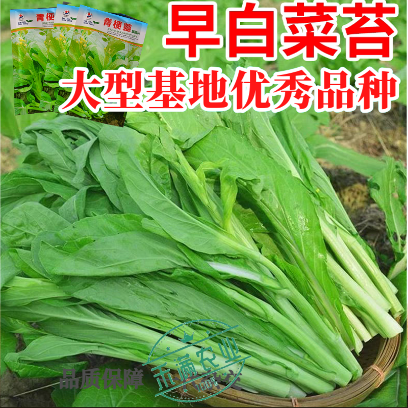 优质白菜苔种子秋季种植多茬采收菜心种籽耐寒高产抗病大田庭