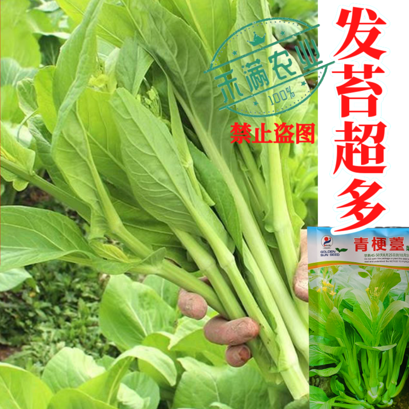 优质白菜苔种子秋季种植多茬采收菜心种籽耐寒高产抗病大田庭
