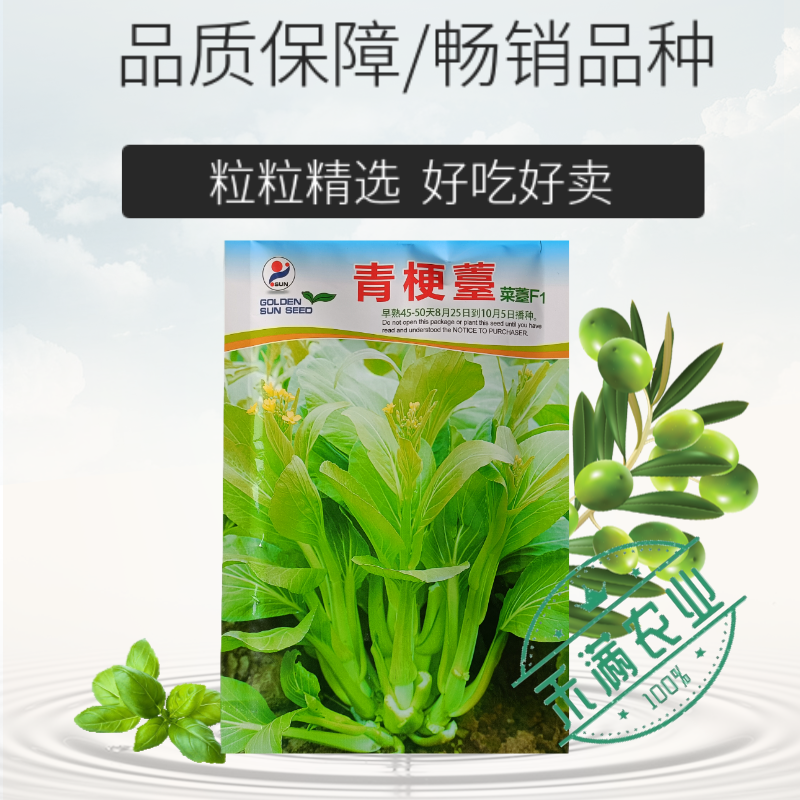 优质白菜苔种子秋季种植多茬采收菜心种籽耐寒高产抗病大田庭