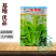 优质白菜苔种子秋季种植多茬采收菜心种籽耐寒高产抗病大田庭