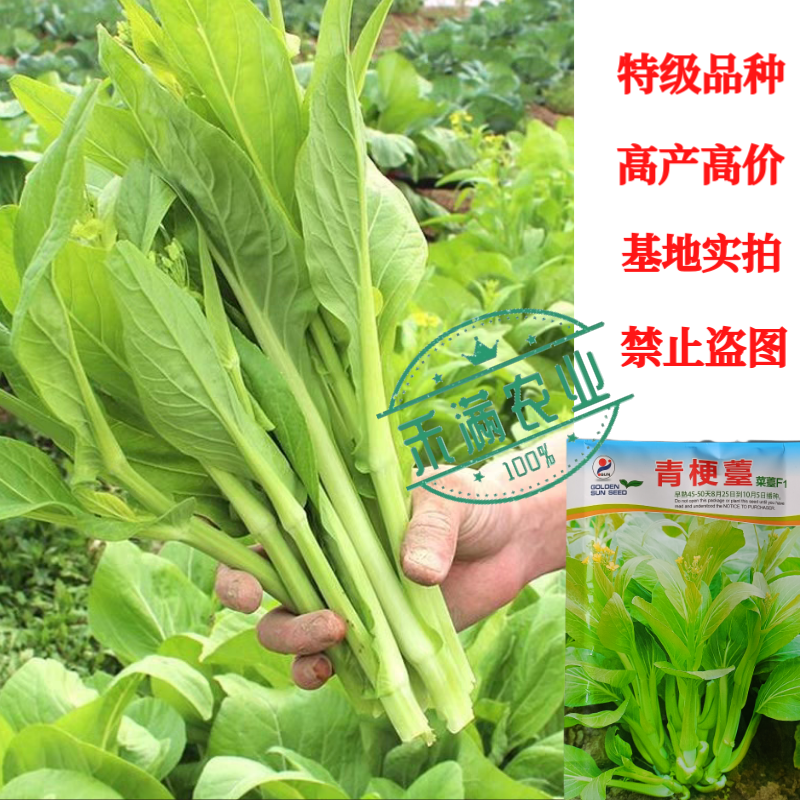 优质白菜苔种子秋季种植多茬采收菜心种籽耐寒高产抗病大田庭