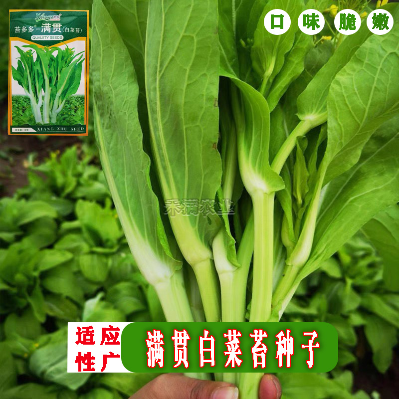 基地优品白菜苔种子小白菜苔种籽子抗病高产耐热抗寒菜薹