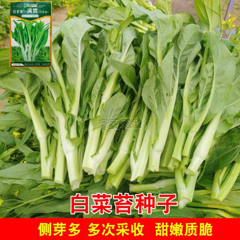 基地优品白菜苔种子小白菜苔种籽子抗病高产耐热抗寒菜薹