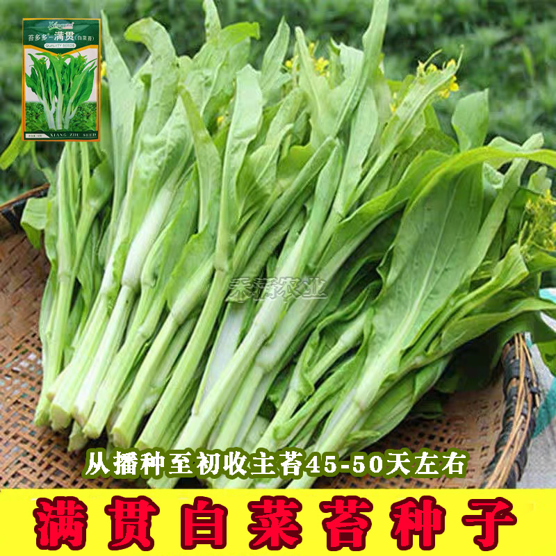 基地优品白菜苔种子小白菜苔种籽子抗病高产耐热抗寒菜薹