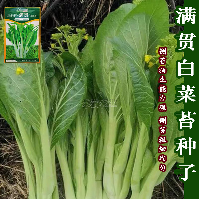 基地优品白菜苔种子小白菜苔种籽子抗病高产耐热抗寒菜薹