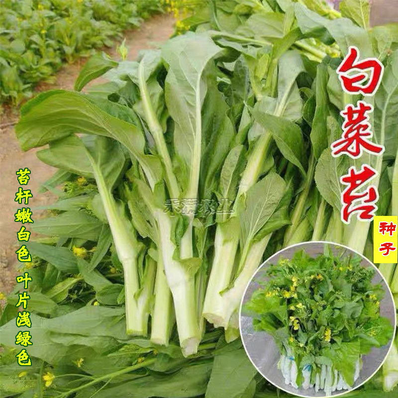 基地优品白菜苔种子小白菜苔种籽子抗病高产耐热抗寒菜薹