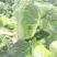 宁夏一手货源黄心白菜新鲜上市价格美丽质量好走货快欢迎询价