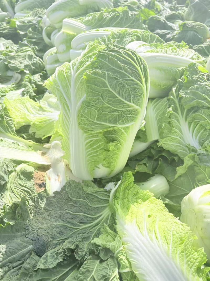 宁夏一手货源黄心白菜新鲜上市价格美丽质量好走货快欢迎询价