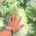 宁夏一手货源黄心白菜新鲜上市价格美丽质量好走货快欢迎询价