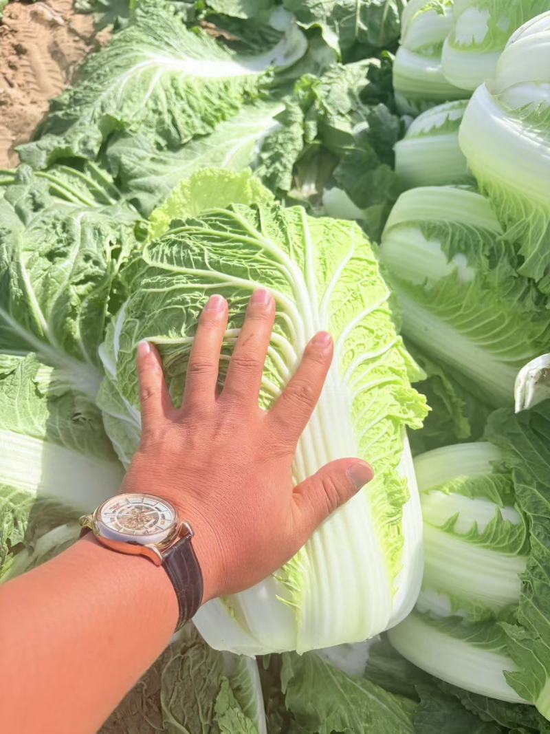 宁夏一手货源黄心白菜新鲜上市价格美丽质量好走货快欢迎询价
