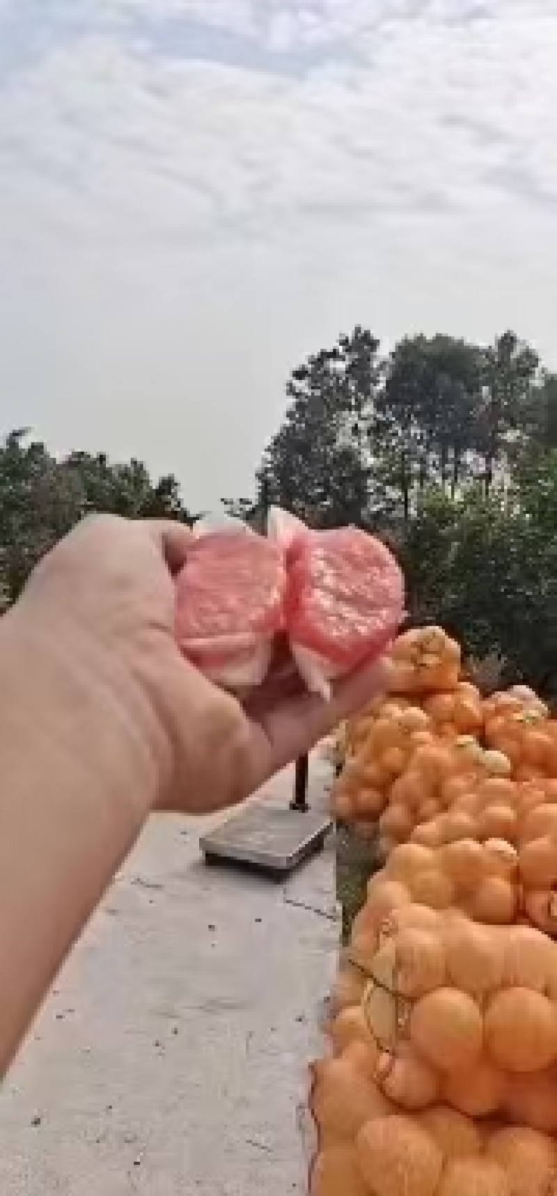 枝江蜜柚大量现货供应，规格齐全现摘现发，视频看货实力代办