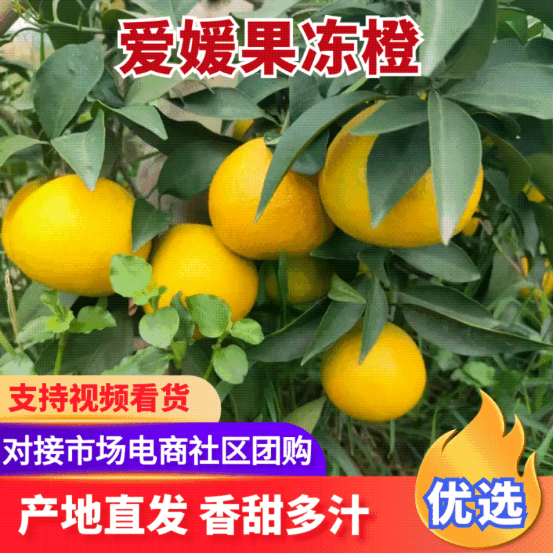 爱嫒果冻橙