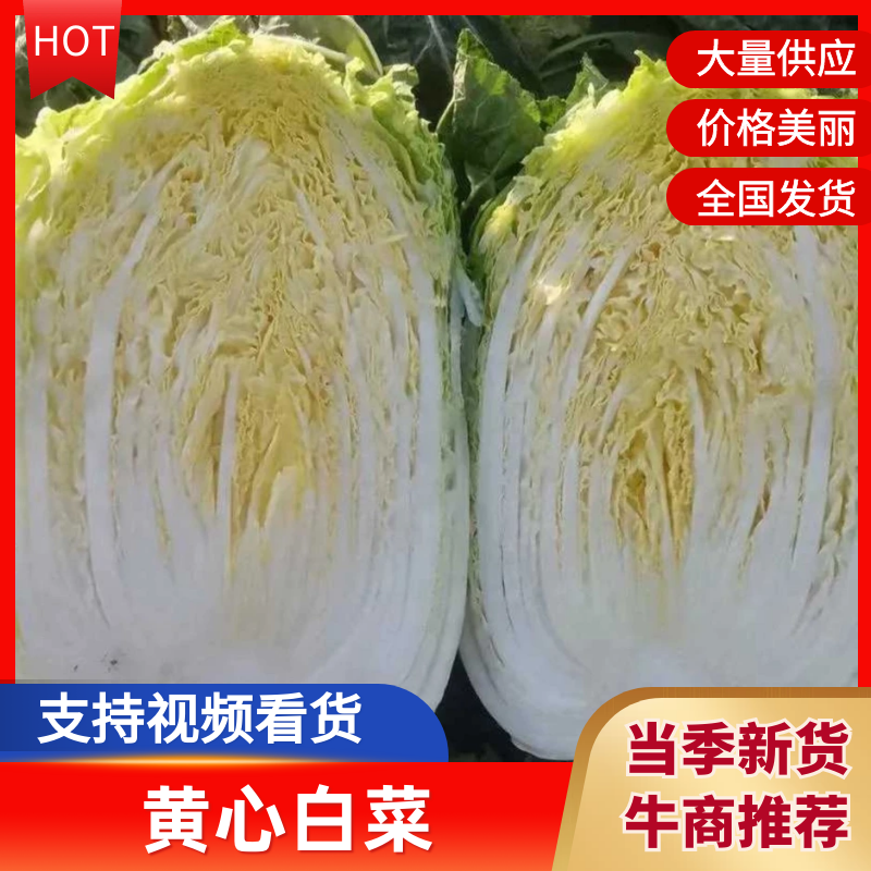 【热卖推荐】河北黄心白菜自产自销品质保障量大从优可视频