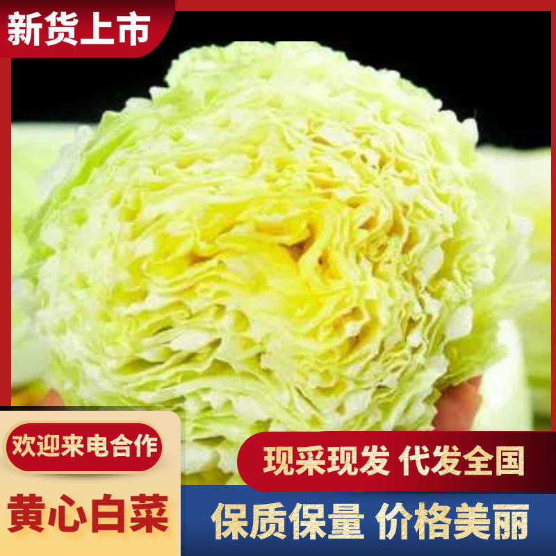 黄心白菜白菜自家百亩种植产地直销现摘现卖可对接全国
