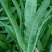 长期采购油麦菜蔬菜能长期供货的联系要求品质保障诚信经营