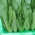 长期采购油麦菜蔬菜能长期供货的联系要求品质保障诚信经营