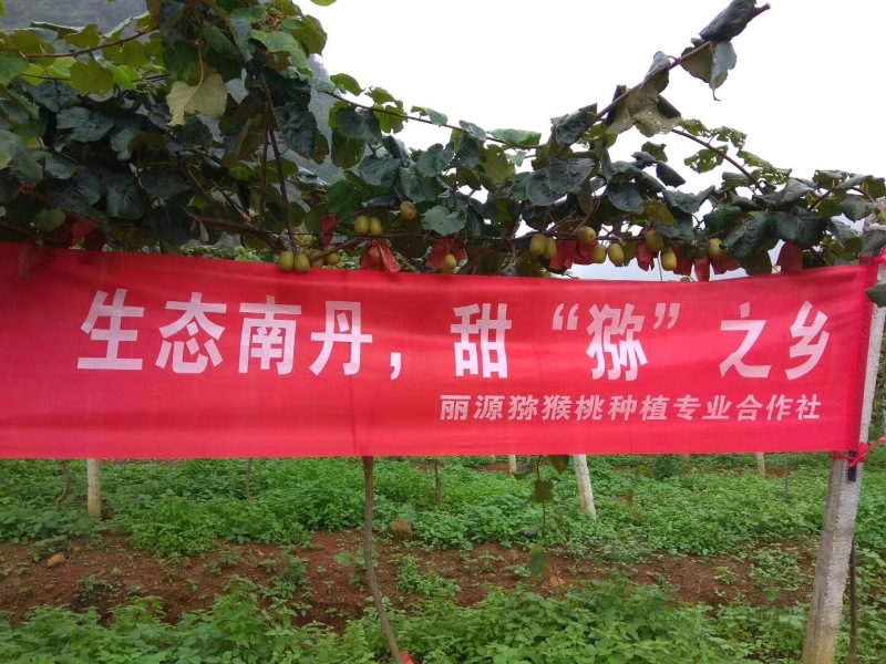 广西红心猕猴桃产区直发一手货源价钱实惠
