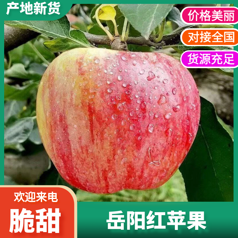 辽宁绥中岳阳红苹果，基地直发，保质保量，货源充足，欢迎选购