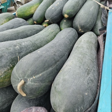 大冬瓜，新鲜现摘当季现货，基地直发品质保证，量大从优！